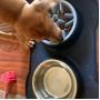 Dog slow feed bowl